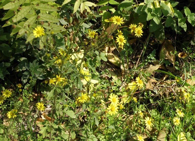 Jacobaea aquatica (= Senecio aquaticus) /Senecione dei fossi